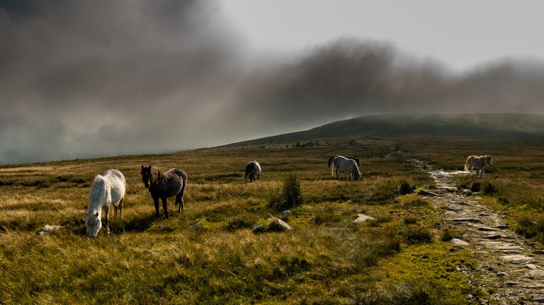 White and brown ponies on a grassy hill top with grey clouds behind